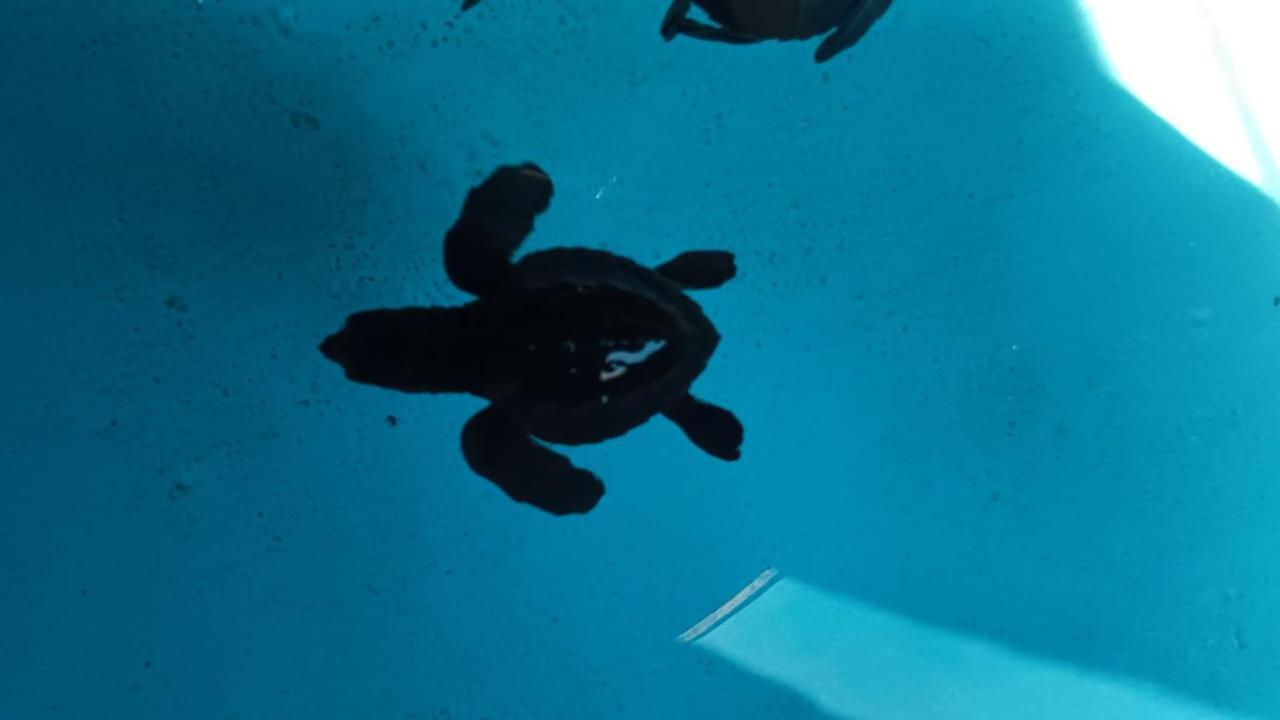 The Beach Bungalows & Turtle Sanctuary 佩母得兰 外观 照片