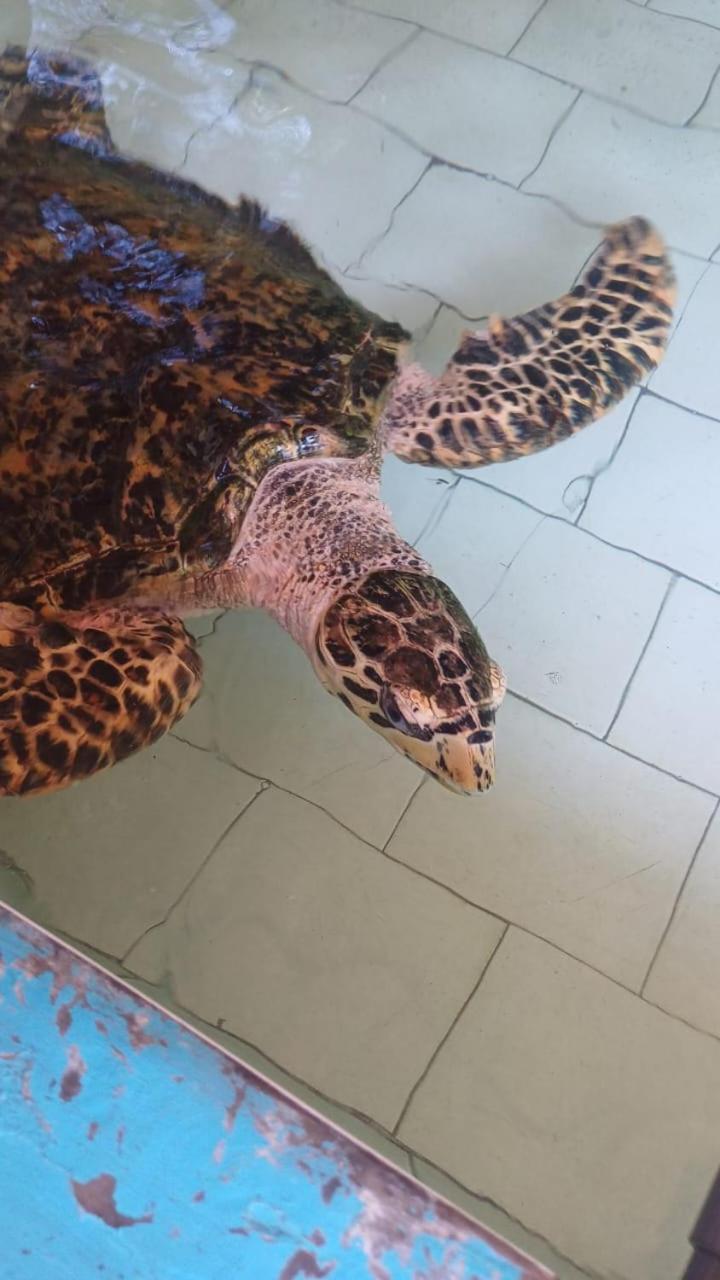 The Beach Bungalows & Turtle Sanctuary 佩母得兰 外观 照片