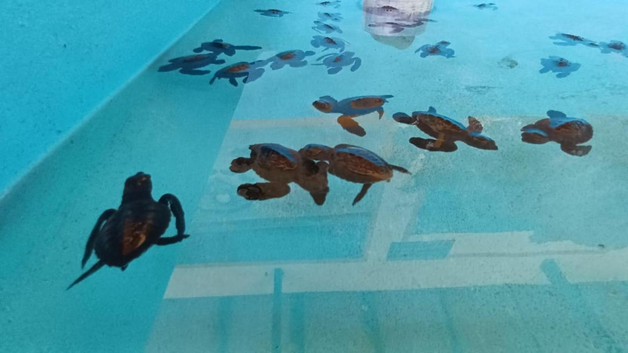 The Beach Bungalows & Turtle Sanctuary 佩母得兰 外观 照片