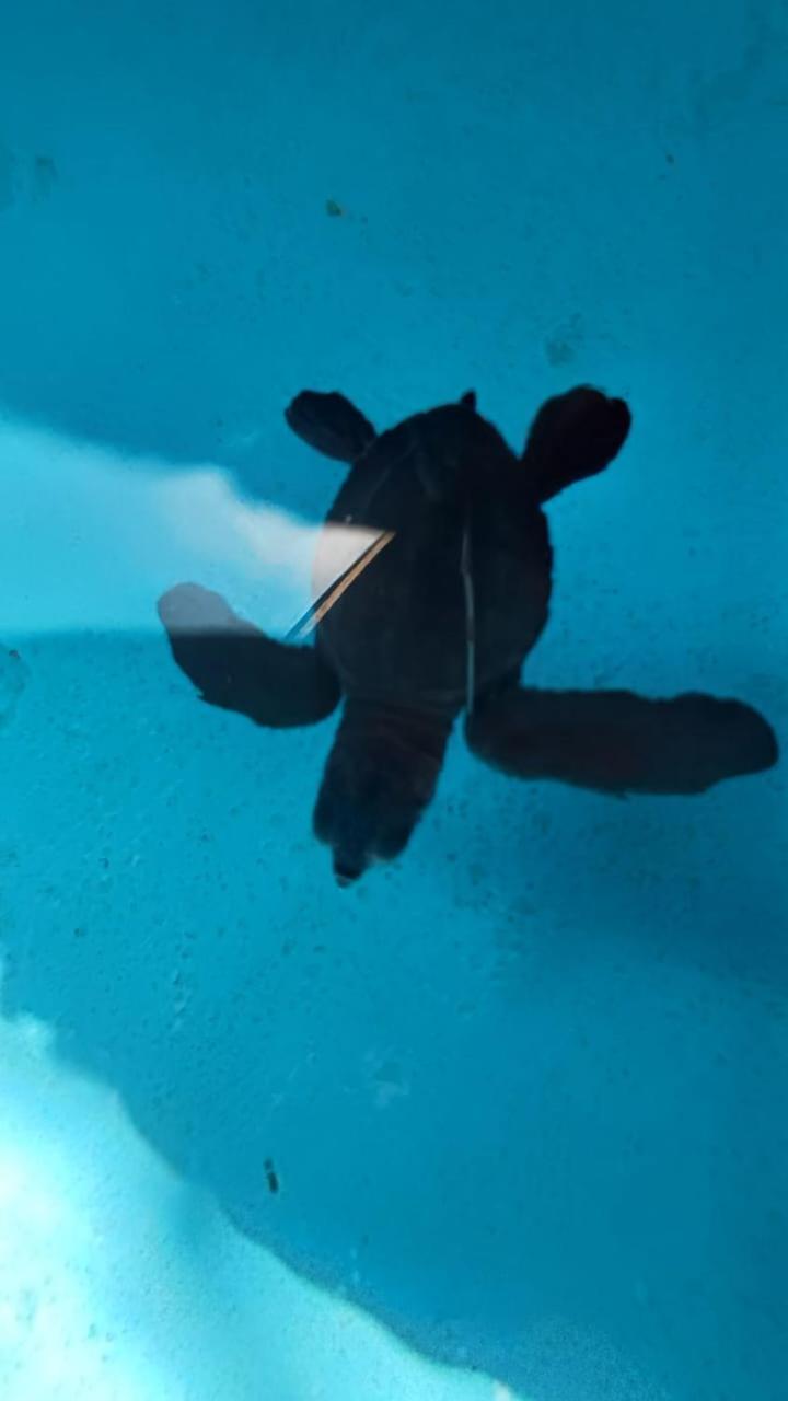 The Beach Bungalows & Turtle Sanctuary 佩母得兰 外观 照片