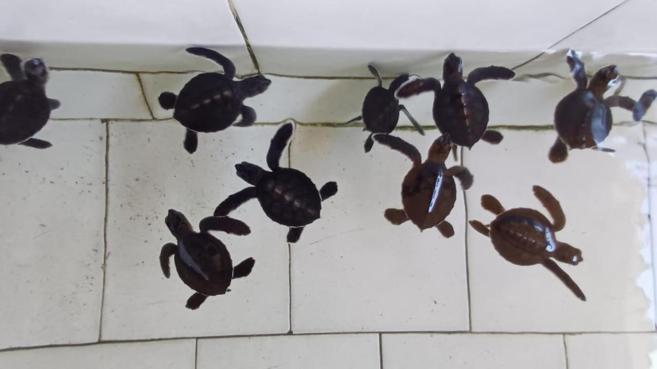 The Beach Bungalows & Turtle Sanctuary 佩母得兰 外观 照片