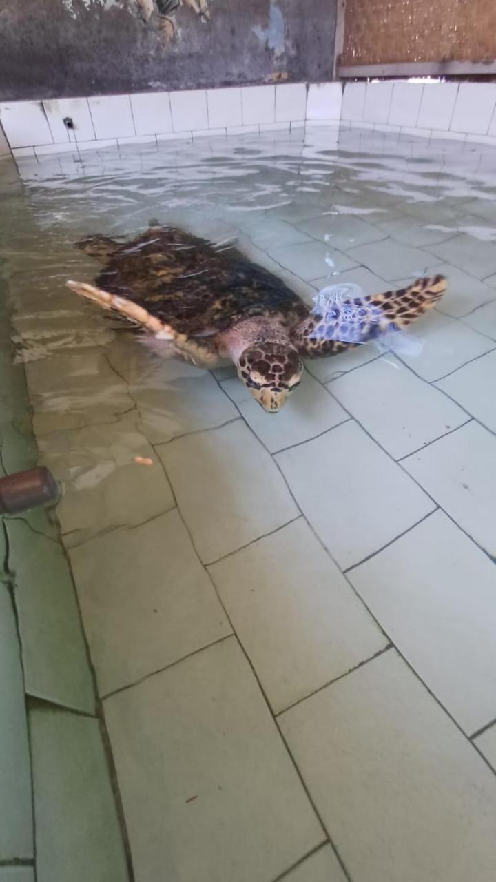 The Beach Bungalows & Turtle Sanctuary 佩母得兰 外观 照片